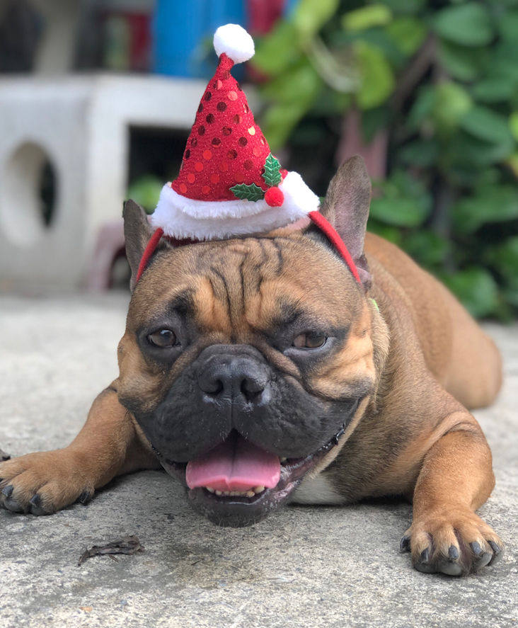 Elf Frenchie