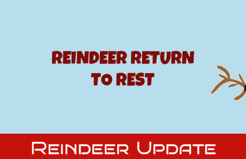 Reindeer Return to Rest