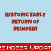 Early Reindeer Early Reindeer