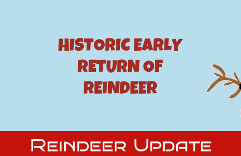 Early Reindeer